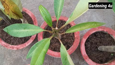 how to grow plumeria flower plant from cuttings