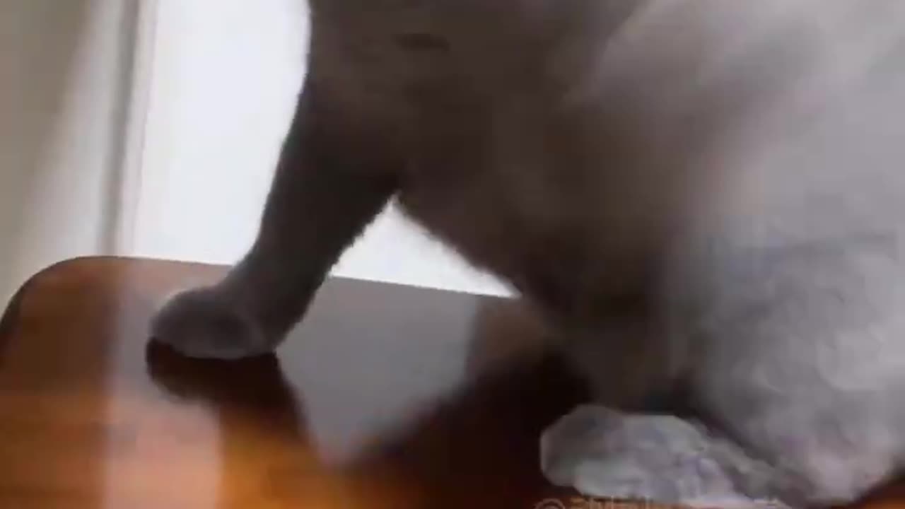 30-pound cat_29-pound anti-bone (720P_HD)
