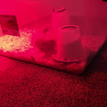 Baby chicks/ducks and bird dog