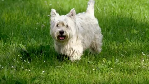 Dogs playing