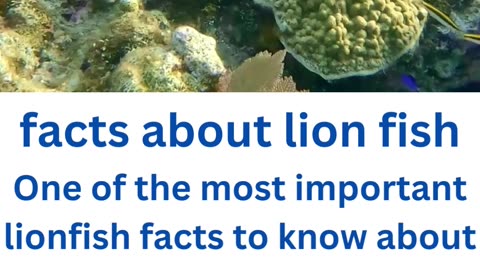 facts about lion fish...3/13