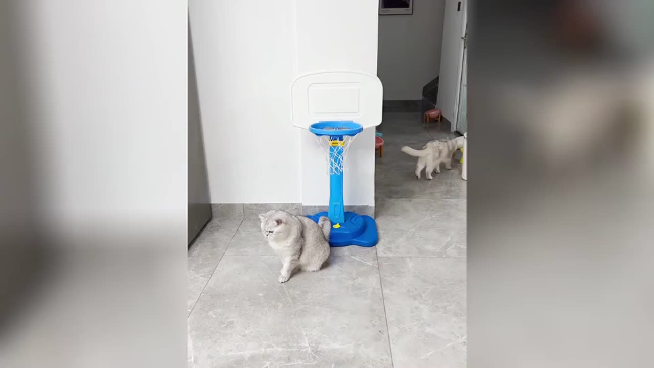 Your cat can pout, my cat can dunk