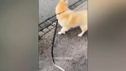 Funny hey. Video 😁😆😂