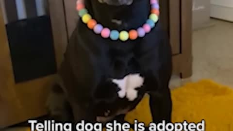 Funny cats and dogs