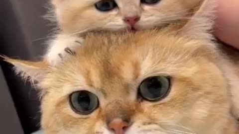 How to Find Love as a Cat Lover