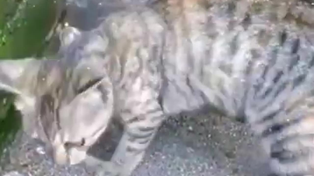 Funnuest animal moments