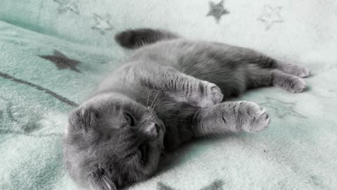 KUCING LUCU