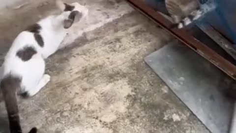 angry cats fighting