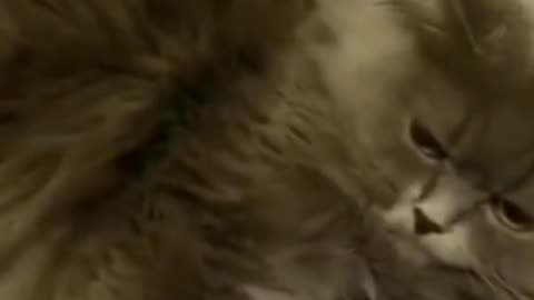 "Mesmerizing: Watch as a Cat Intently Listens to the Holy Quran"