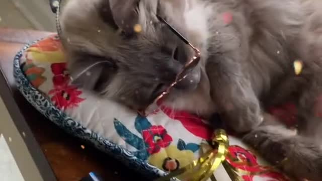 El gato esta borracho y ahora ....jajajjaja