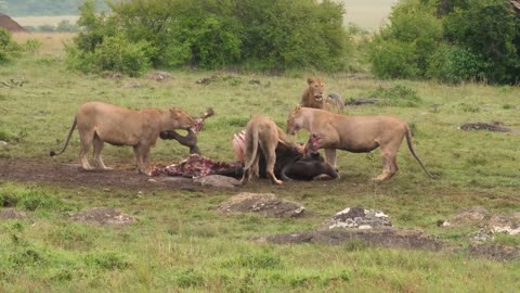 Hyena Lion Conflict 1-20