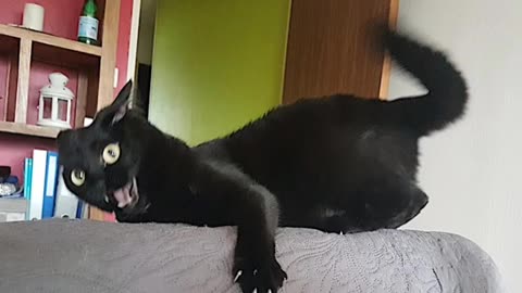 Funny cat😆😅😅