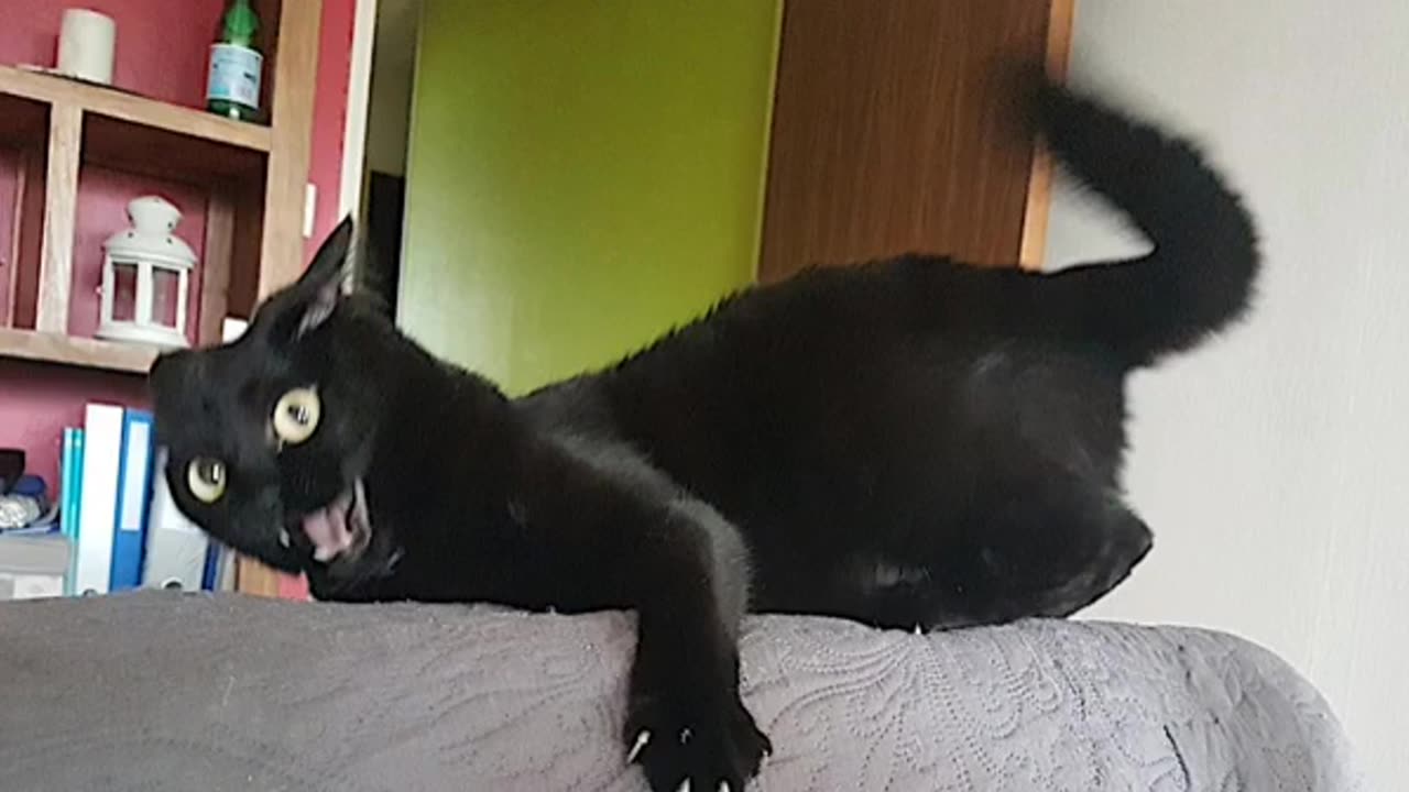 Funny cat😆😅😅