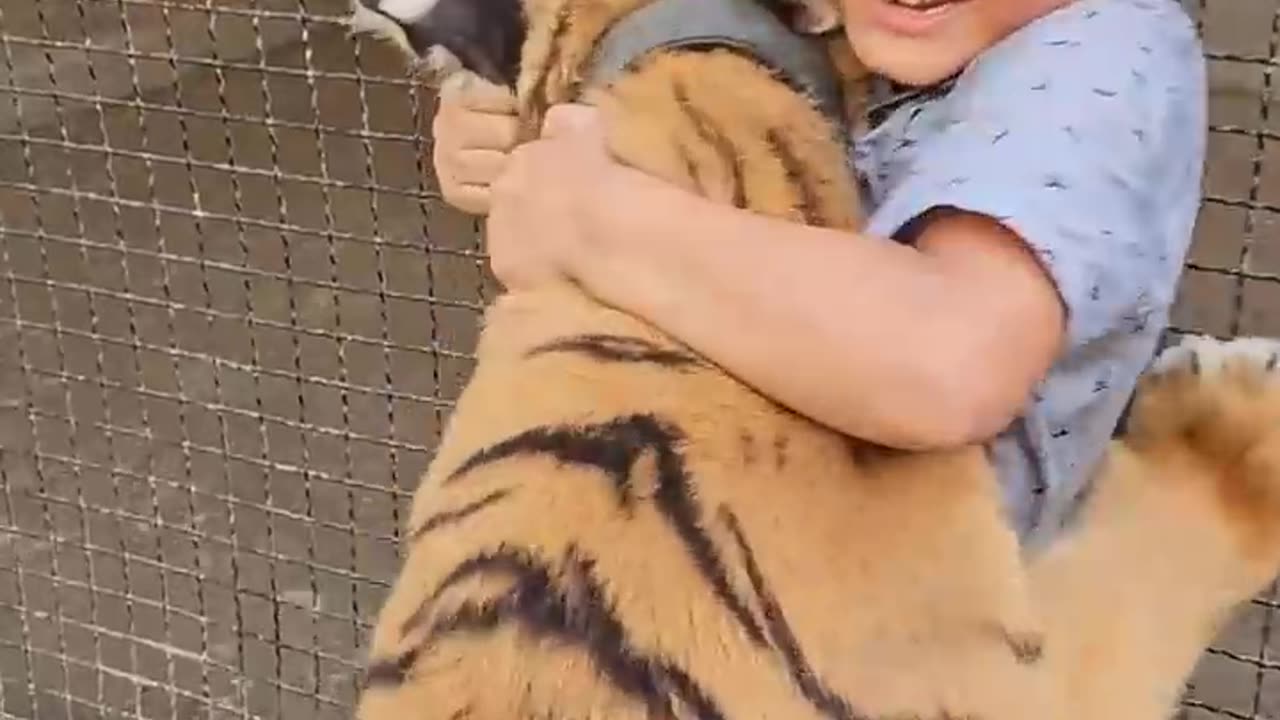 Naughty Kid Playing and Hug with Bengal Tiger | Nouman Hassan |