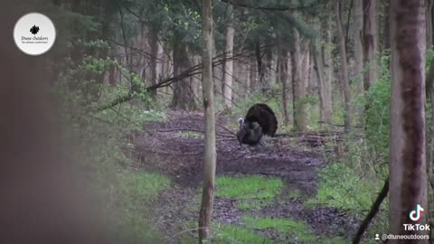 Boss Gobblers in PA