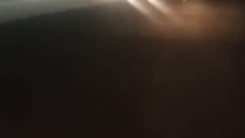 Special dog activity