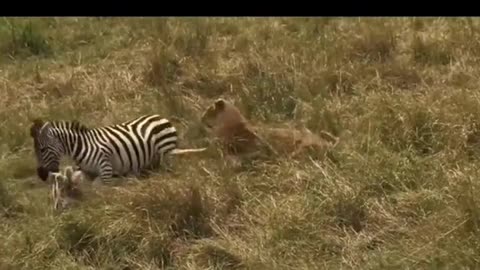 Lionking hunting zebra