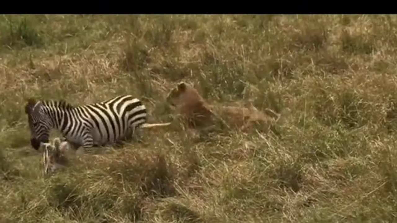 Lionking hunting zebra