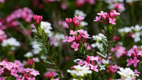 Manuka flowers New Zealand
