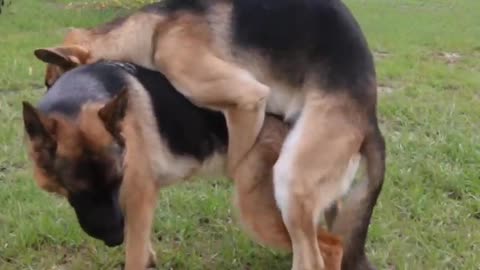 German Shephards mating