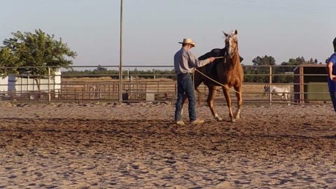 The Palomino's legs & ropes.
