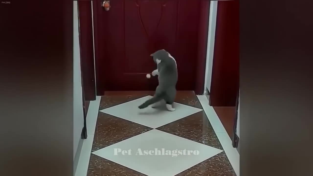 CLASSIC Dog and Cat Videos 1 HOURS of FUNNY Clips Cute baby animals videos