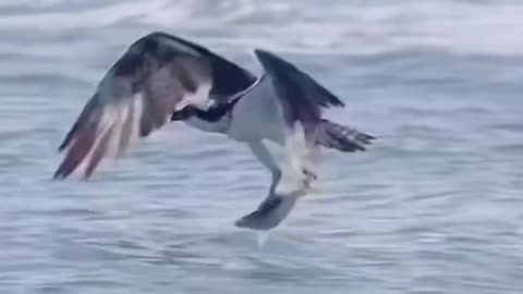 Wow nice video follow