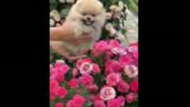 TikTok Dog | Cute Shaggy Fluffy Dog | Viral Animal | | Happiest Dogs | DogStyle | Shorts