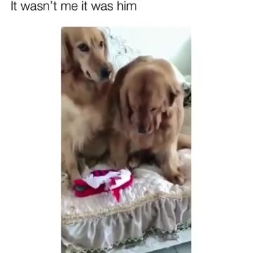 Who could get mad at that face though Dare you to try