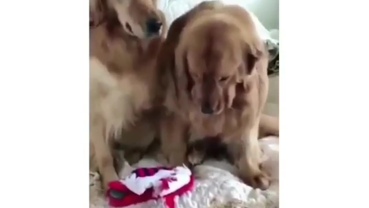 Who could get mad at that face though Dare you to try