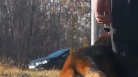 Train Your Pet to Ace Veterinary Visits Every Time!