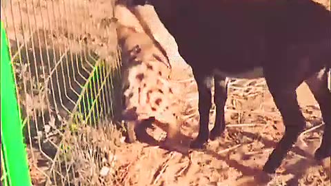 Hyena meet a rough donkey