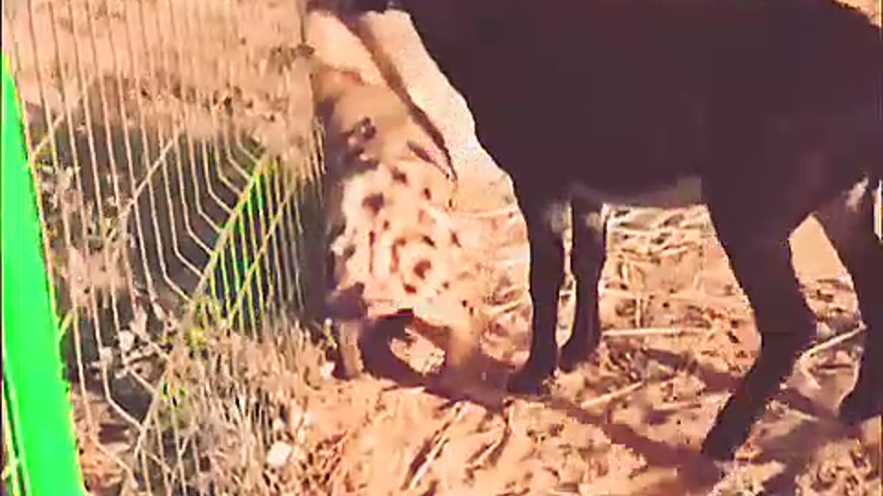 Hyena meet a rough donkey