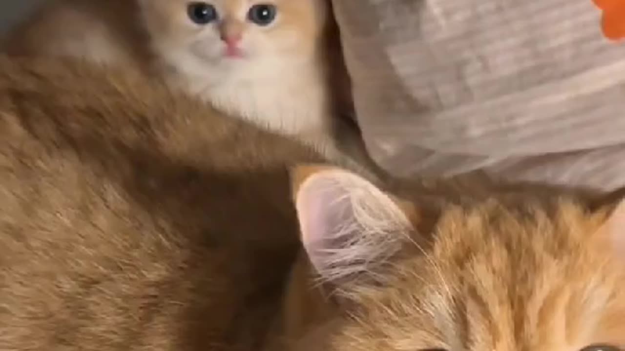 Cuty cuty Kitty
