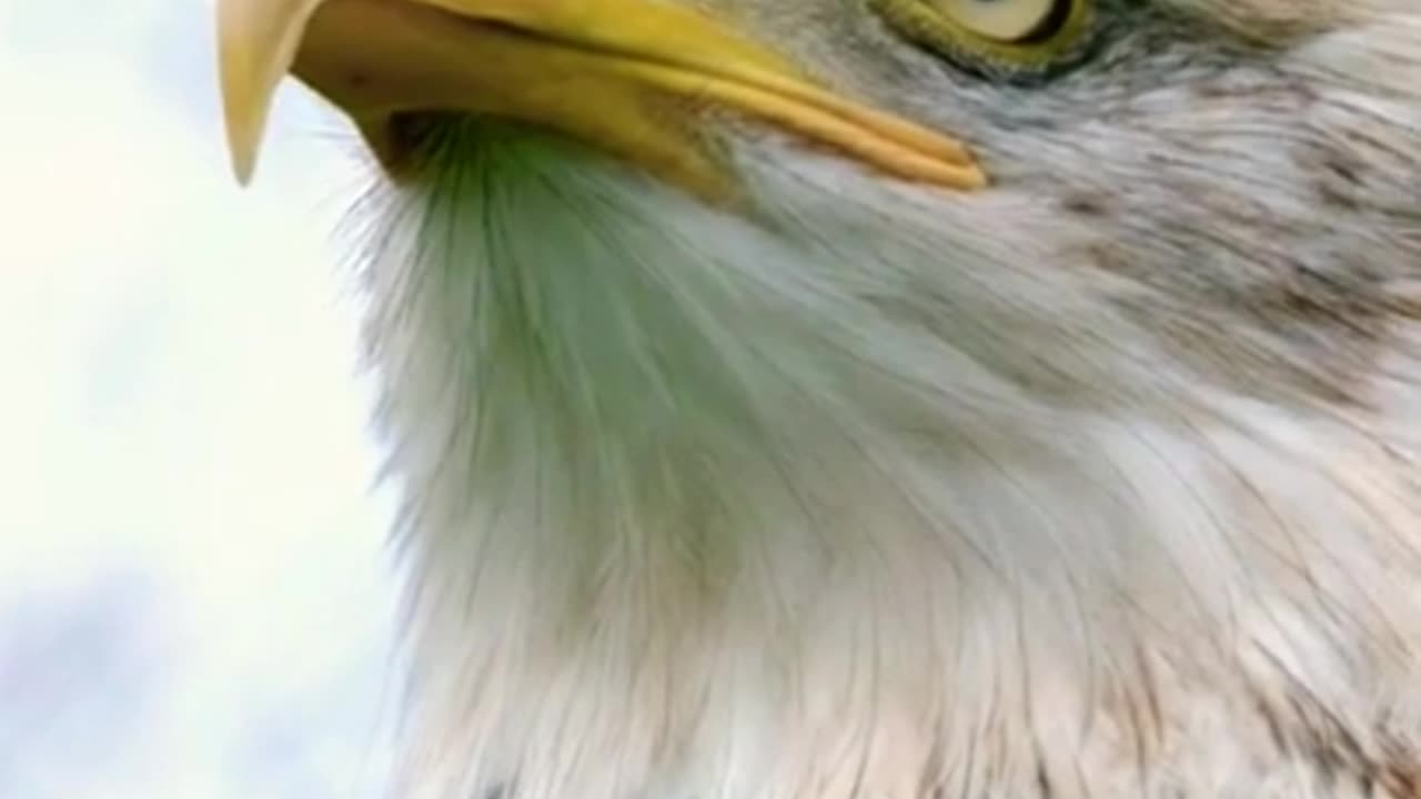 Eagle_#shortvideo
