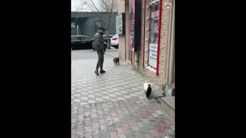 Super Funny Animals Videos