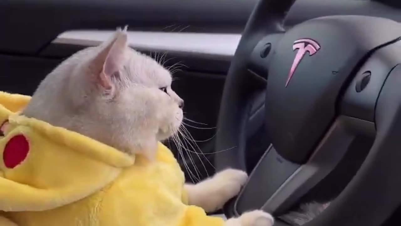 Cute Cat driving a car😘