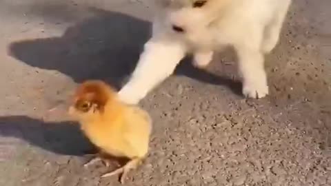 Funny dog & bird 🐦 🐶 😂