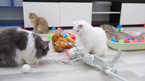 Funny animals