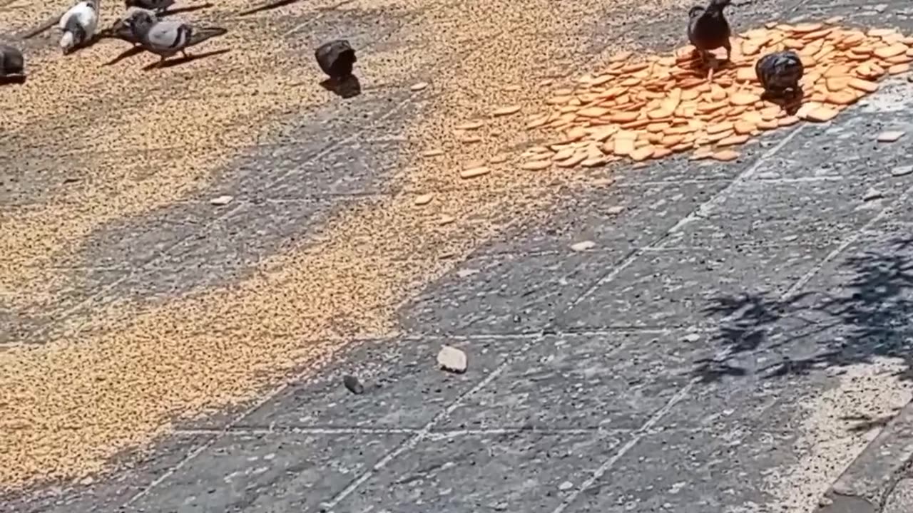 Birds