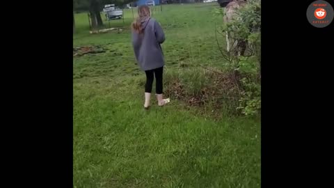 Laughing donkey