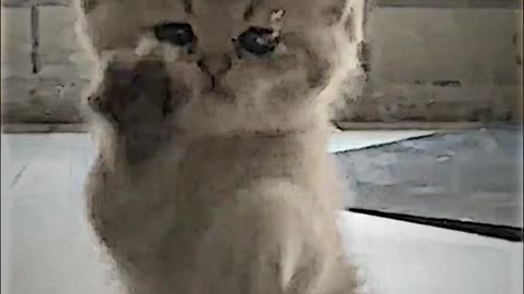 Baby cats cute and funny cat videos compilation 🐱 | #3