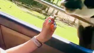 Llama Spits on Carla’s Face