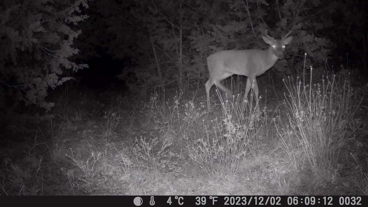 Vikeri Model: 4K Game Camera | Deer, raccoons, foxes, OH MY!!!