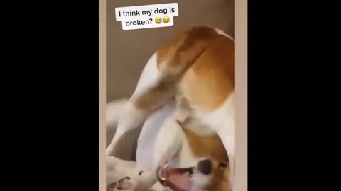 Watch out...🐶 Funny Dogs Compilation #36- Funny dogs videos- Time for Funny Animals- Funniest Videos