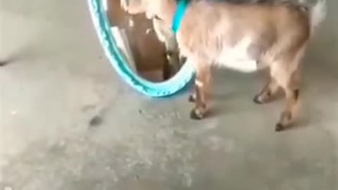 Animals are in this