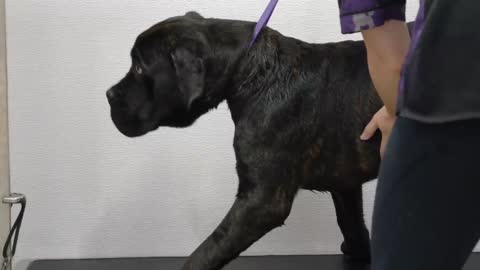 Giant ferocious Mastiff scared of spray bottle