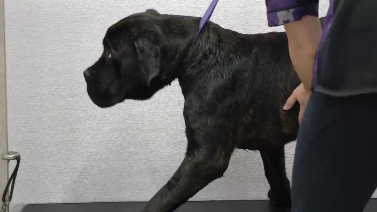 Giant ferocious Mastiff scared of spray bottle