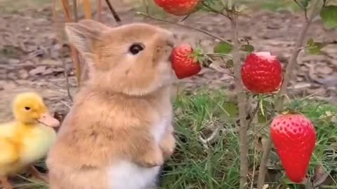 A rabbit is also having breakfast at his friend's house.