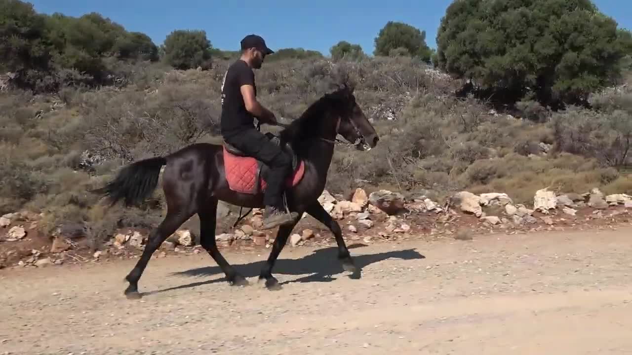 Κρητικό γεωργαλιδικο άλογο 🌬'ΒΟΡΙΆΣ' 🌬